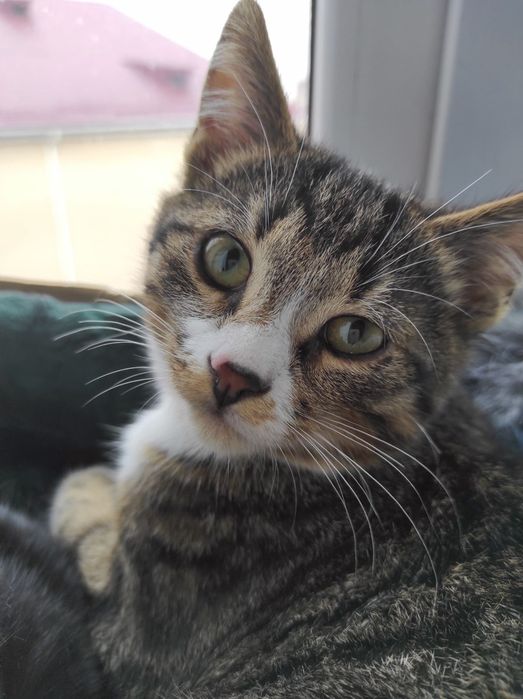 Маленький котик тигровый с белым (котёнок мальчик, кот, в добрые руки)