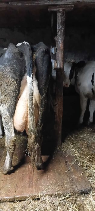 Прдам корову Голштин