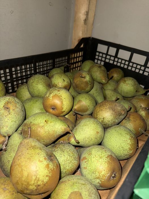 Доброго дня Продаю яблука та груші домашнього вирощування