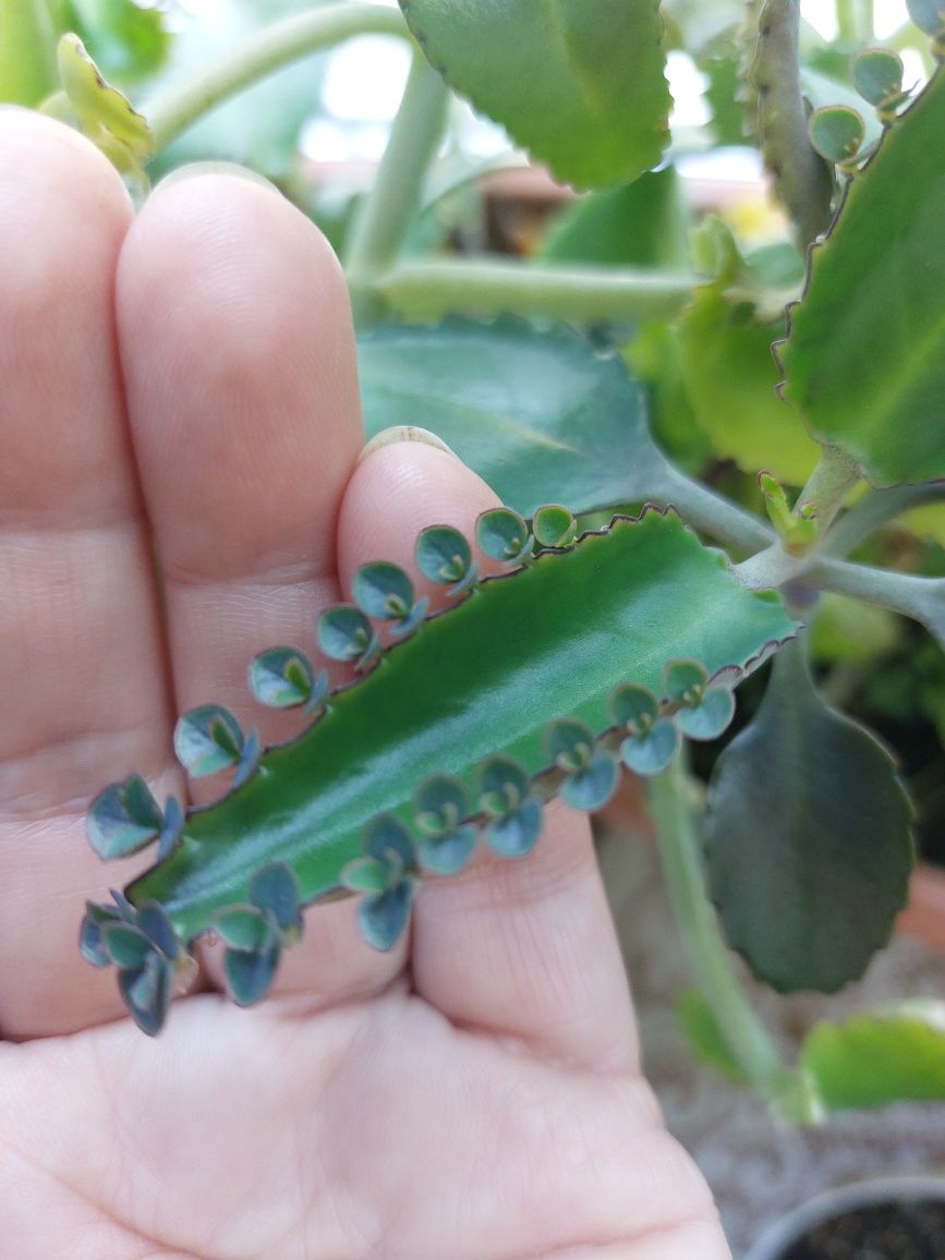 Żyworódka pierzasta pinnata-rozmnóżki(wysyłka: )