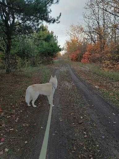 Вязка Сибирский Хаски в Активном поиске