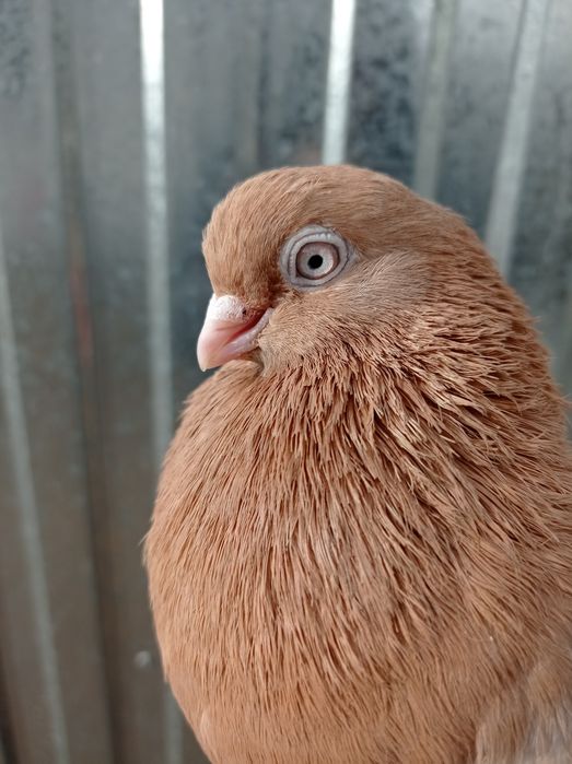 Sprzedam  gołębie zamojskie.