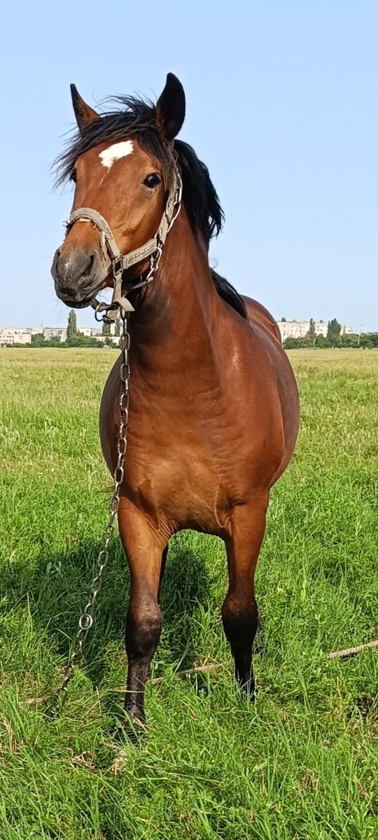 Гнедой,крепкий меренок
