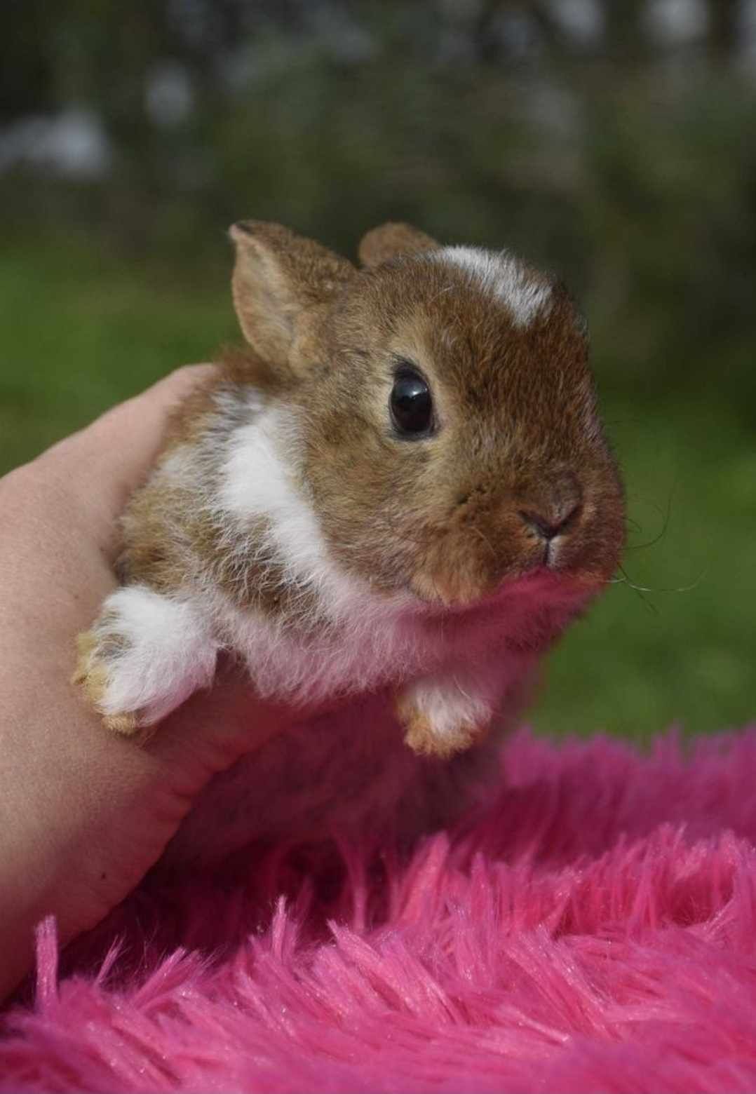 Królik królik krótkowłose karzełki karzełek Niderlandzkie, Rex