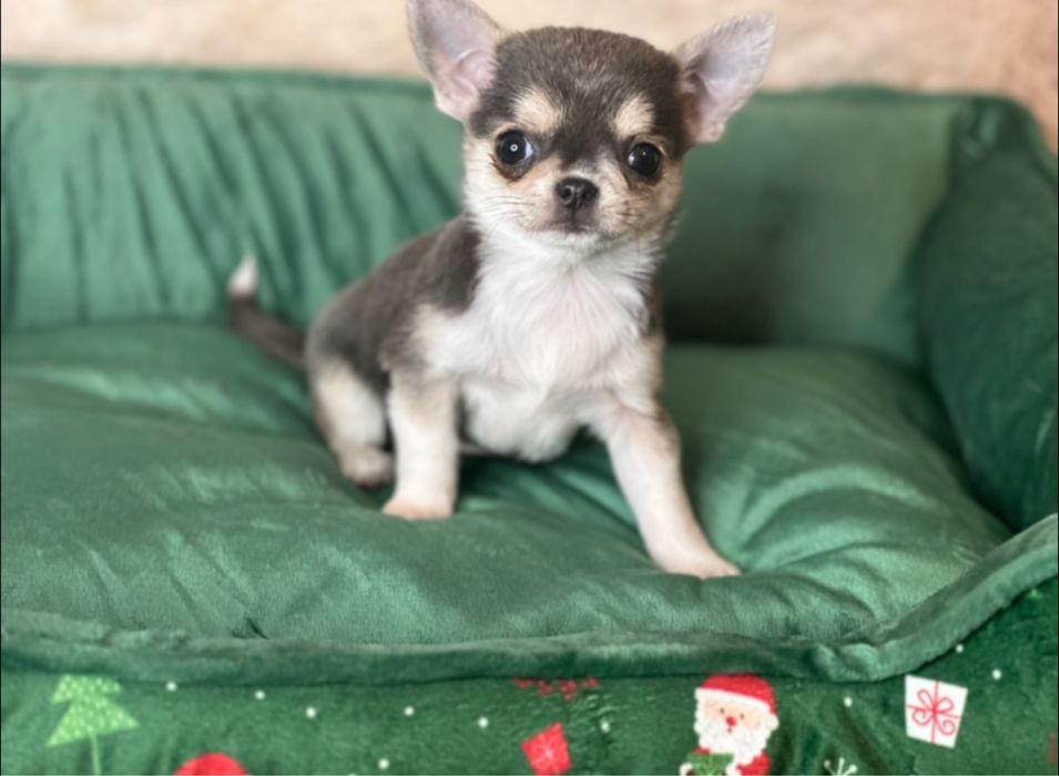 Chihuahua Blue- z rodowodem