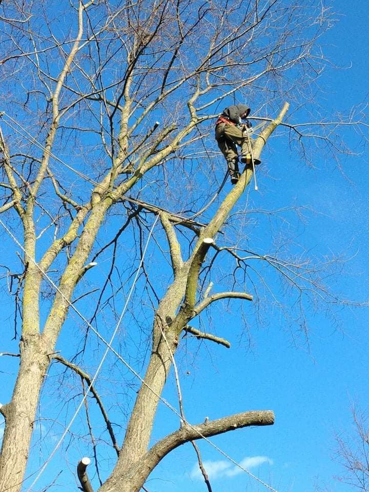 Wynajem.podnośnik koszowy.zwyżka usługi ALPINISTYCZNE wycinka drzew