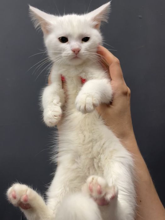 Котенок маленький девочка белый кошеня маленьке дівчинка