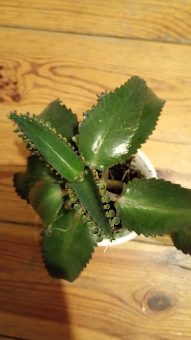 Żyworodka roślina lecznicza