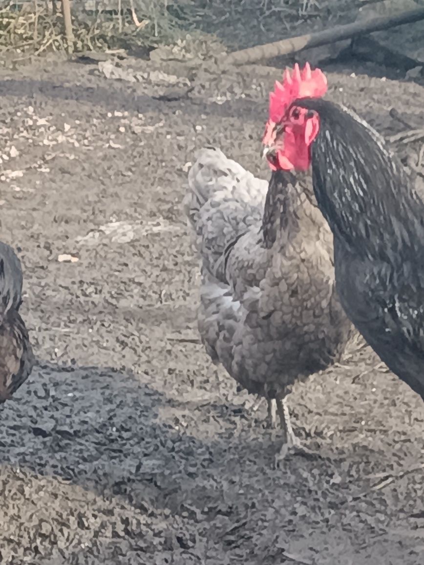 Australorp  jajka legowe