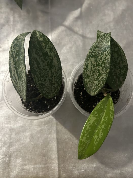 Продам вкорінені хойї