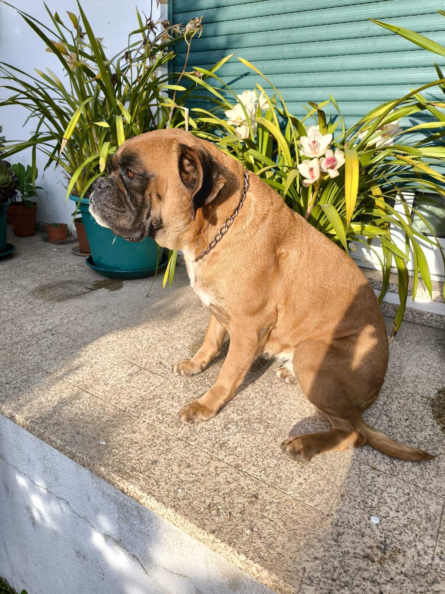 Fêmea Boxer Camurça