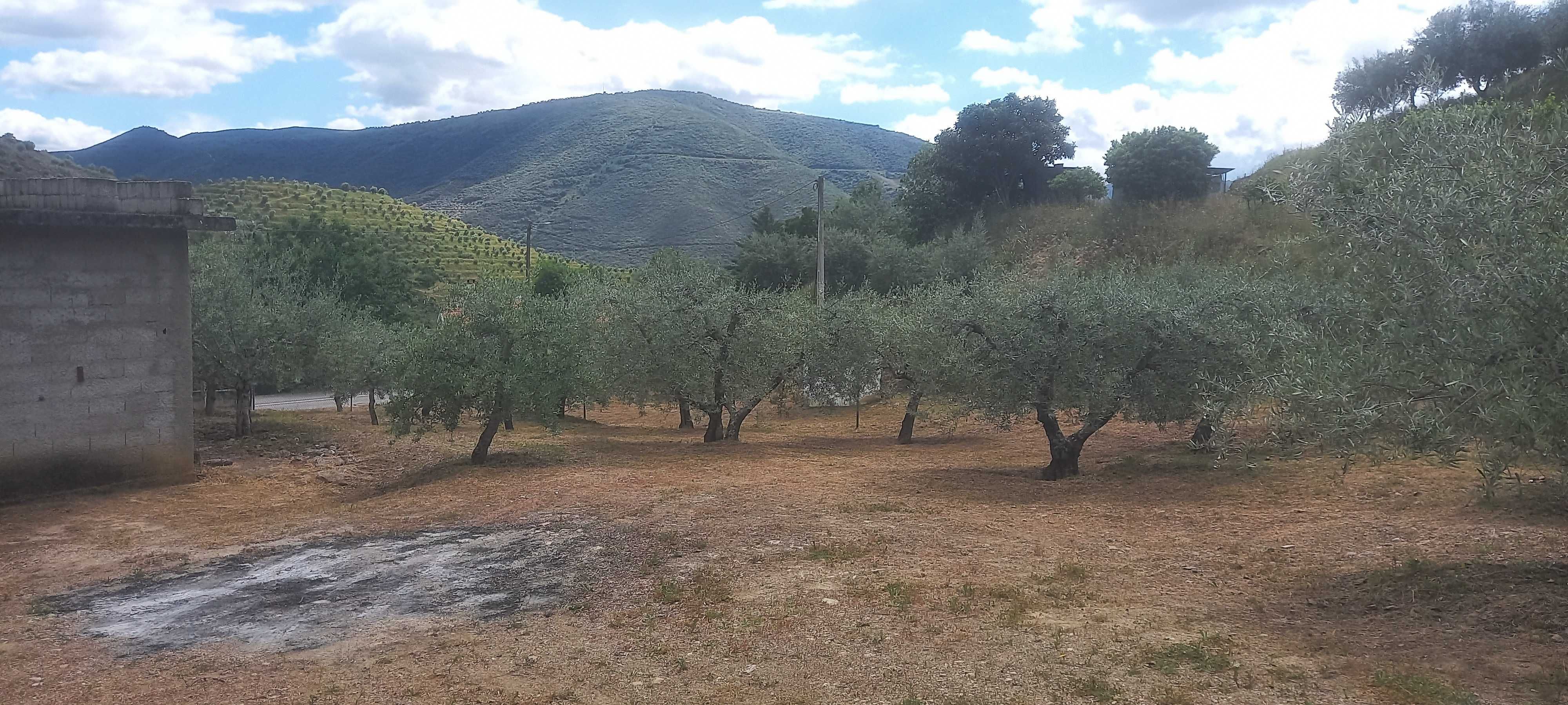 Terreno Rustico com olival em Coleja, Carrazeda de Ansiães