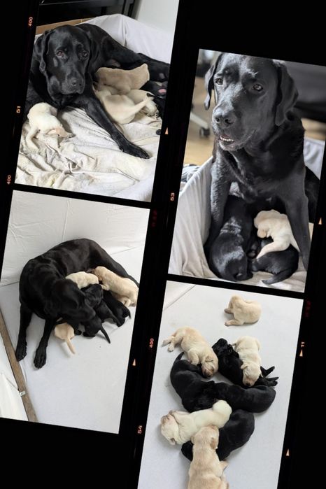 Labrador Retriever – biszkoptowy (suczka) szczeniak z rodowodem