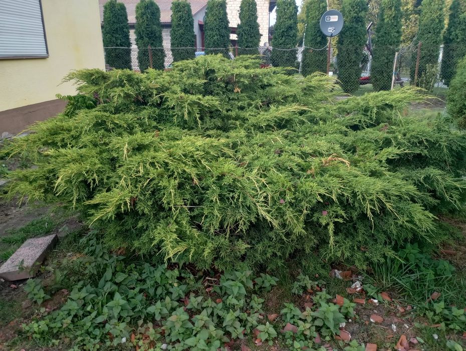 Jałowiec kliku letni