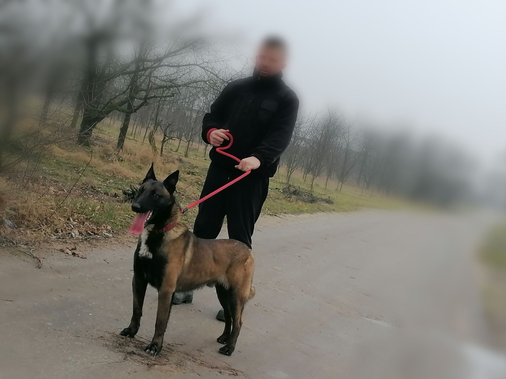 Owczarek belgijski