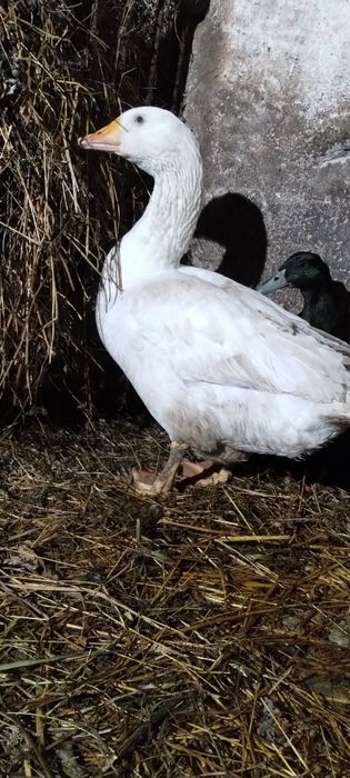 Gąsior, gęśi koludzkiej. Młody tegoroczny