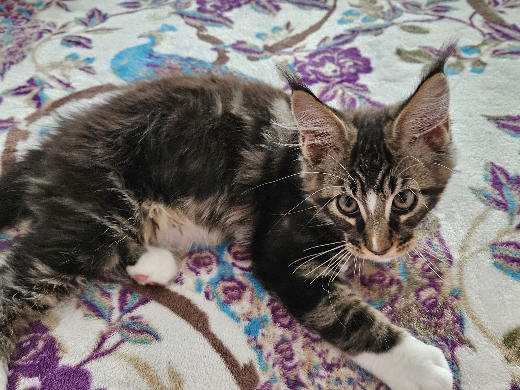 Piękny kocurek Maine Coon   ZAREZERWOWANY