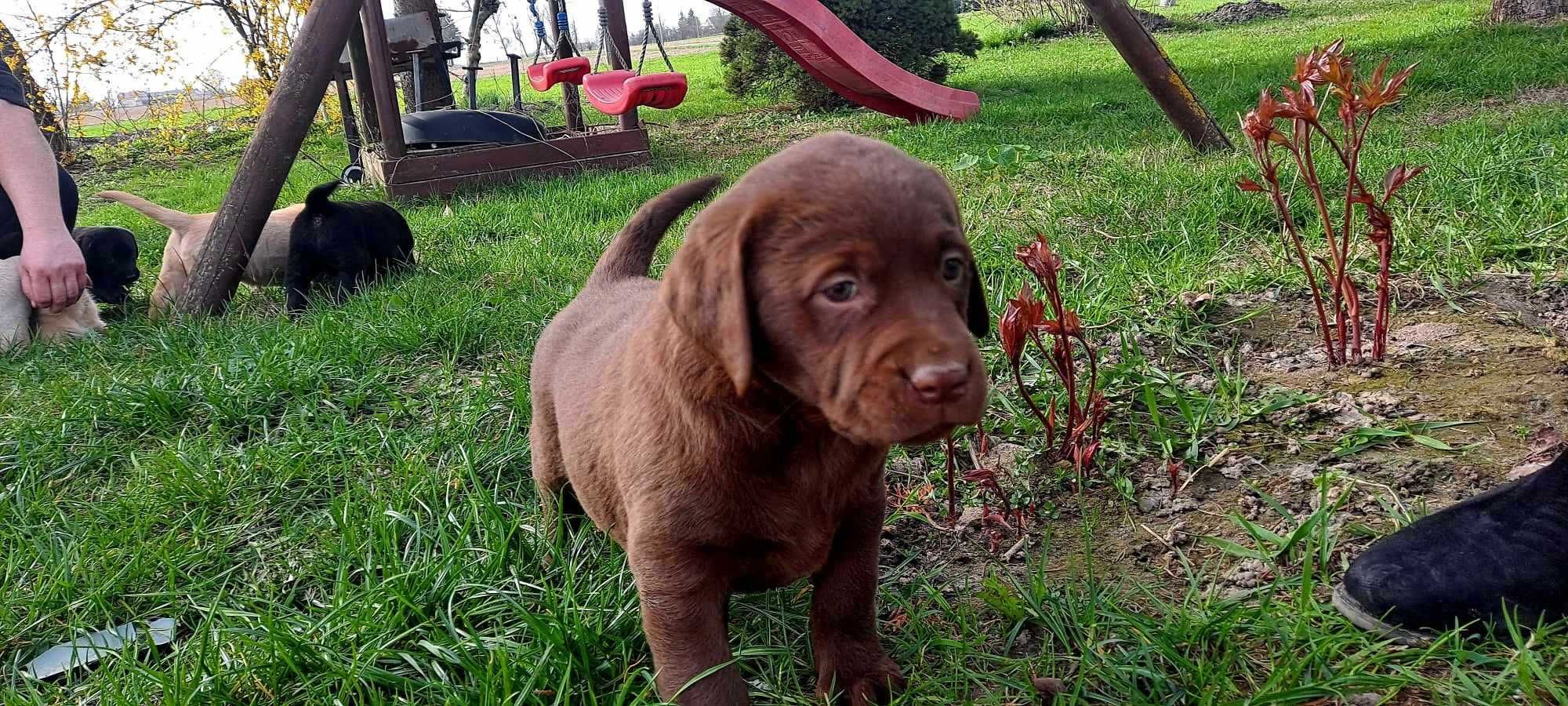 Labrador Retriever piesek