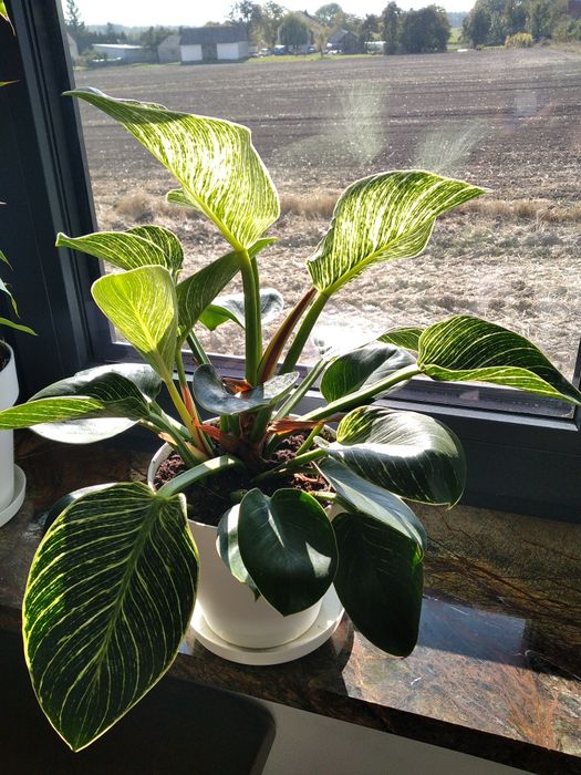 Sprzedam nadwyżki kwiatów doniczkowych.