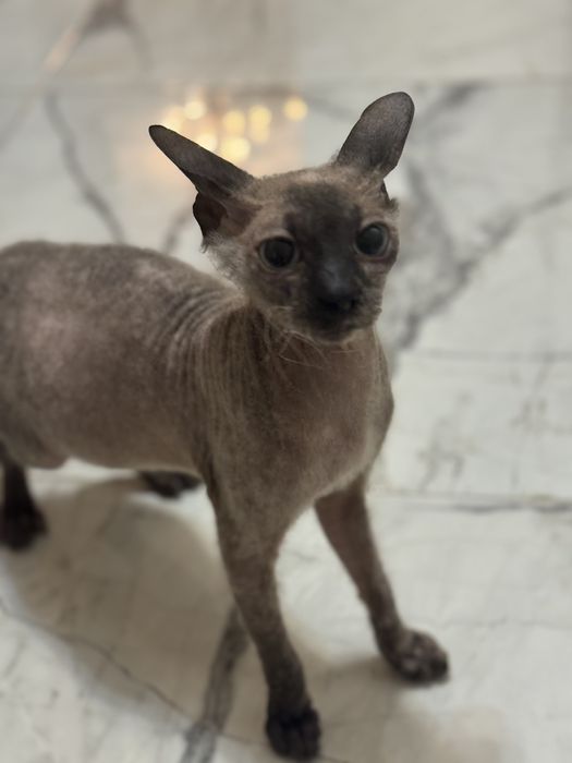 Кішка сфінкс. Віддам в добрі руки