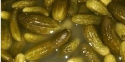 Ogórki kiszone, kwaszone. Drugi gatunek