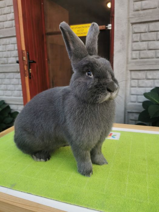 Króliki Wiedeńskie Niebieskie RODOWÓD