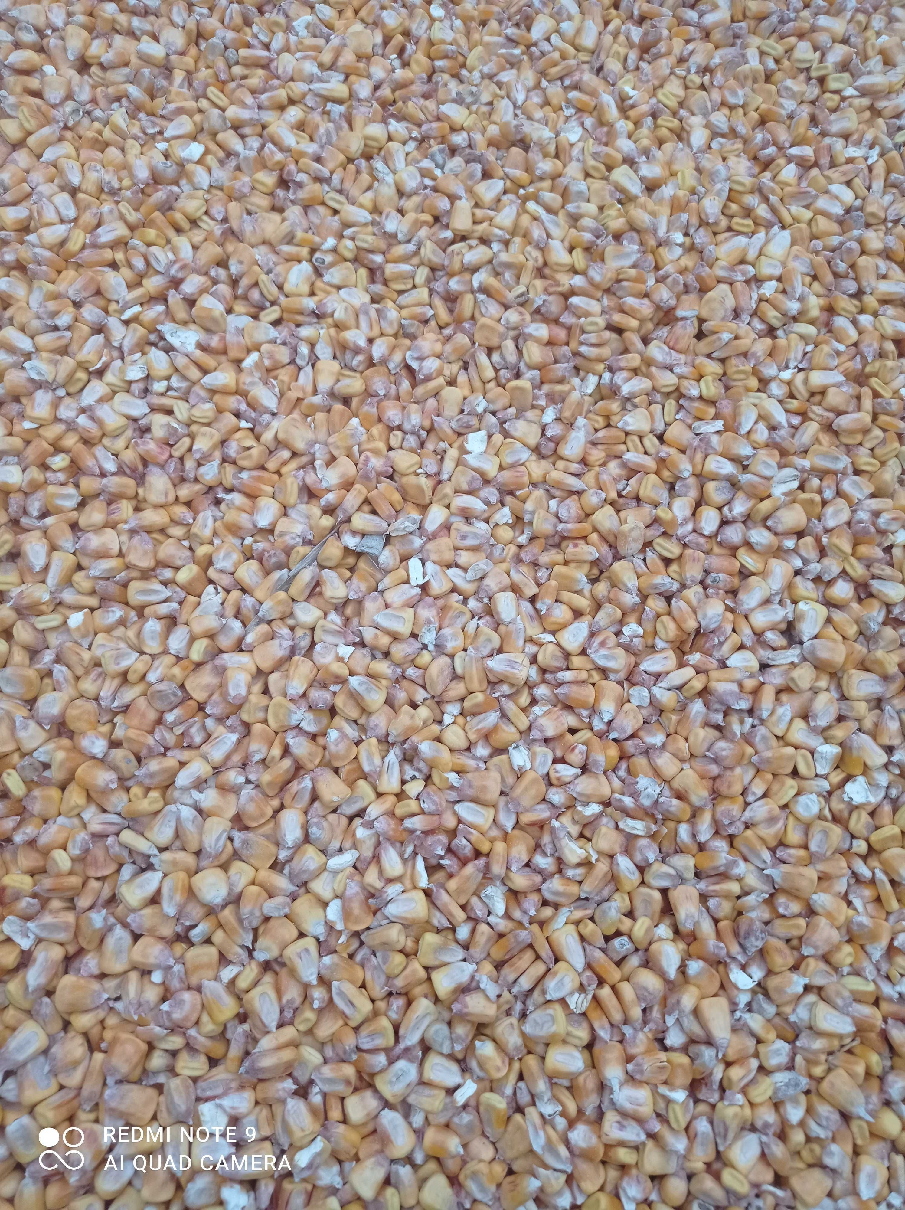 Продам пшеницю та кукурудзу