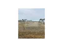 Terreno Agrícola com 5,775 hectares para venda em Vila Nova de São ...