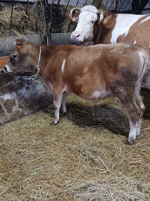 Byk, byczek 5 miesięcy czerwono-biały mieszaniec do hodowli