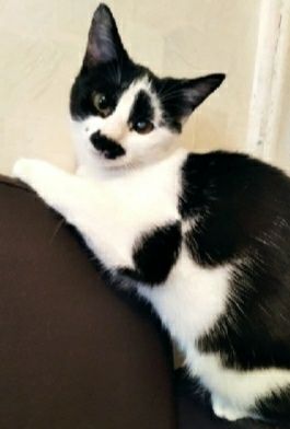 Отдам даром в добрые руки черно-белую кошечку