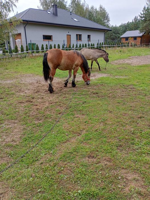 Klacz zimnokrwista.