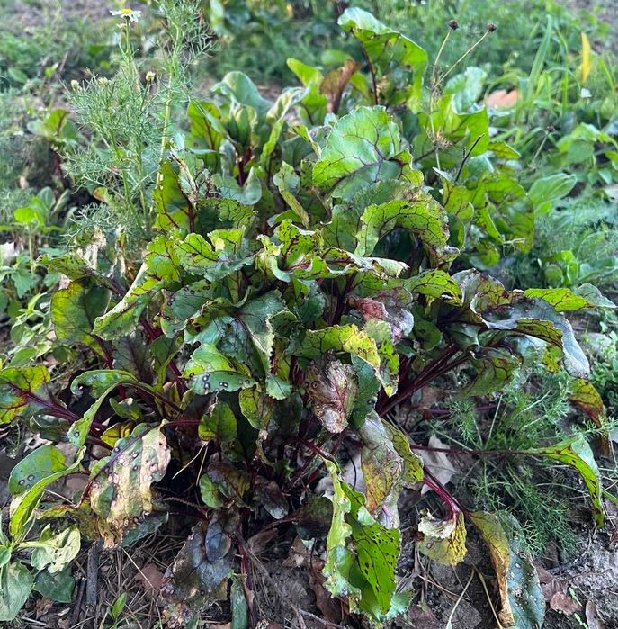 Buraki czerwone EKOLOGICZNE - bez nawozów i oprysków -Warszawa