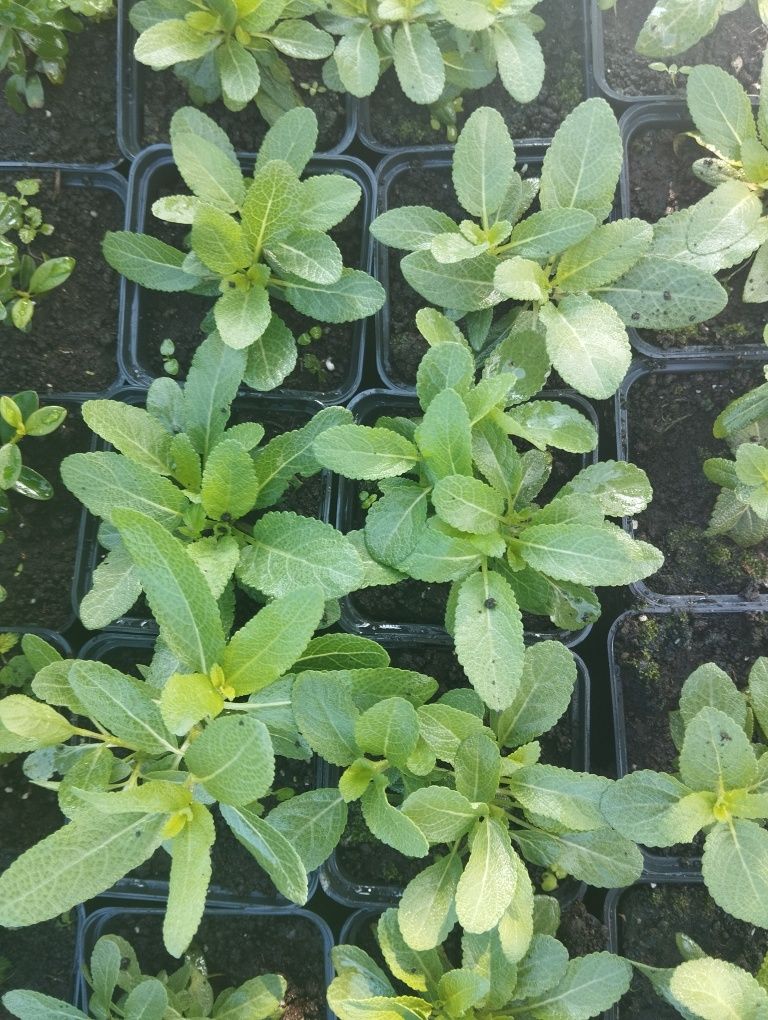 Шавлія дібровна Caradonna (Salvia nemorosa 'Caradonna')
