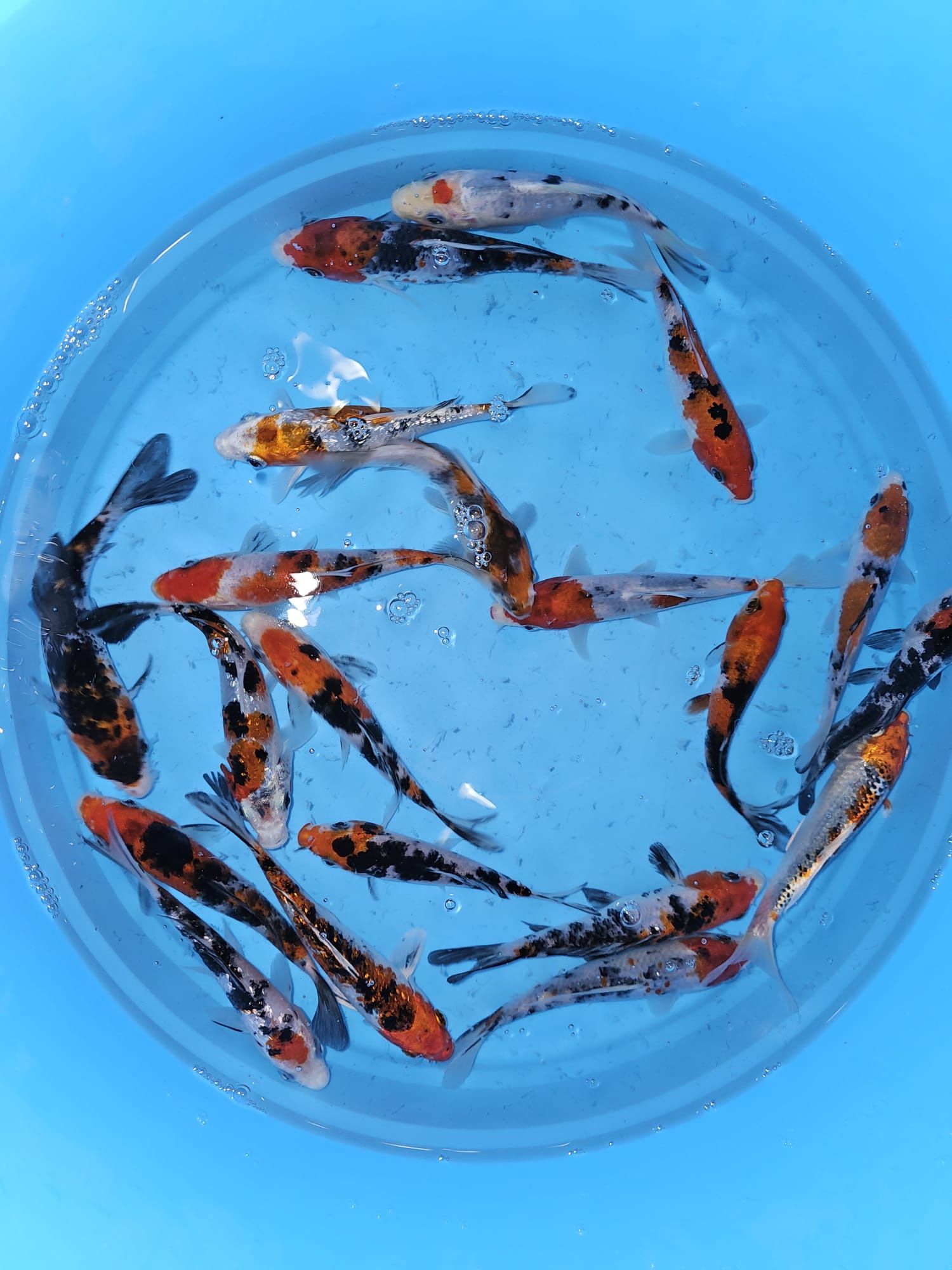 Carpas koi tricolores