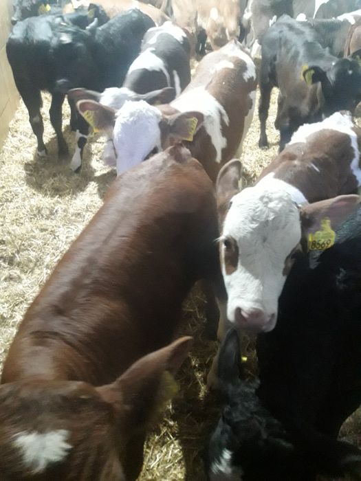 Byczki jałówki Bobrowo polskie