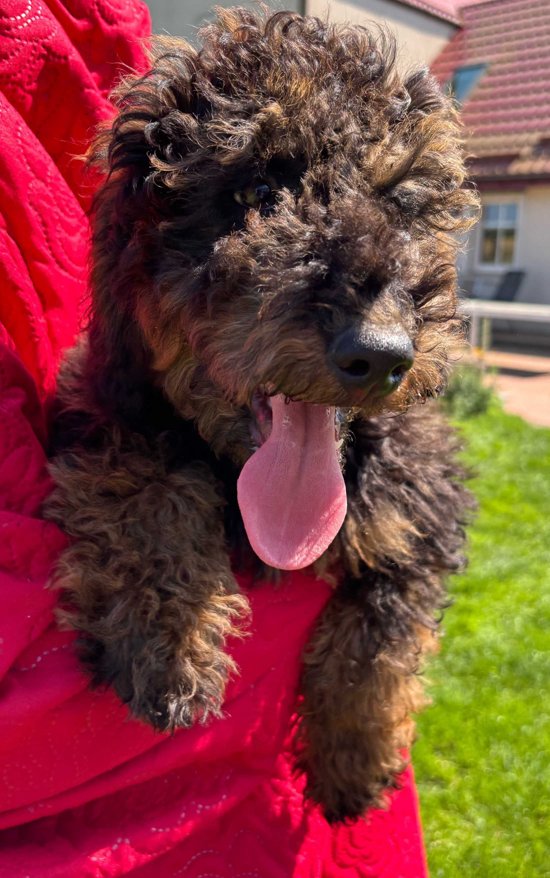 Samiec mini labradoodle f2 czarny