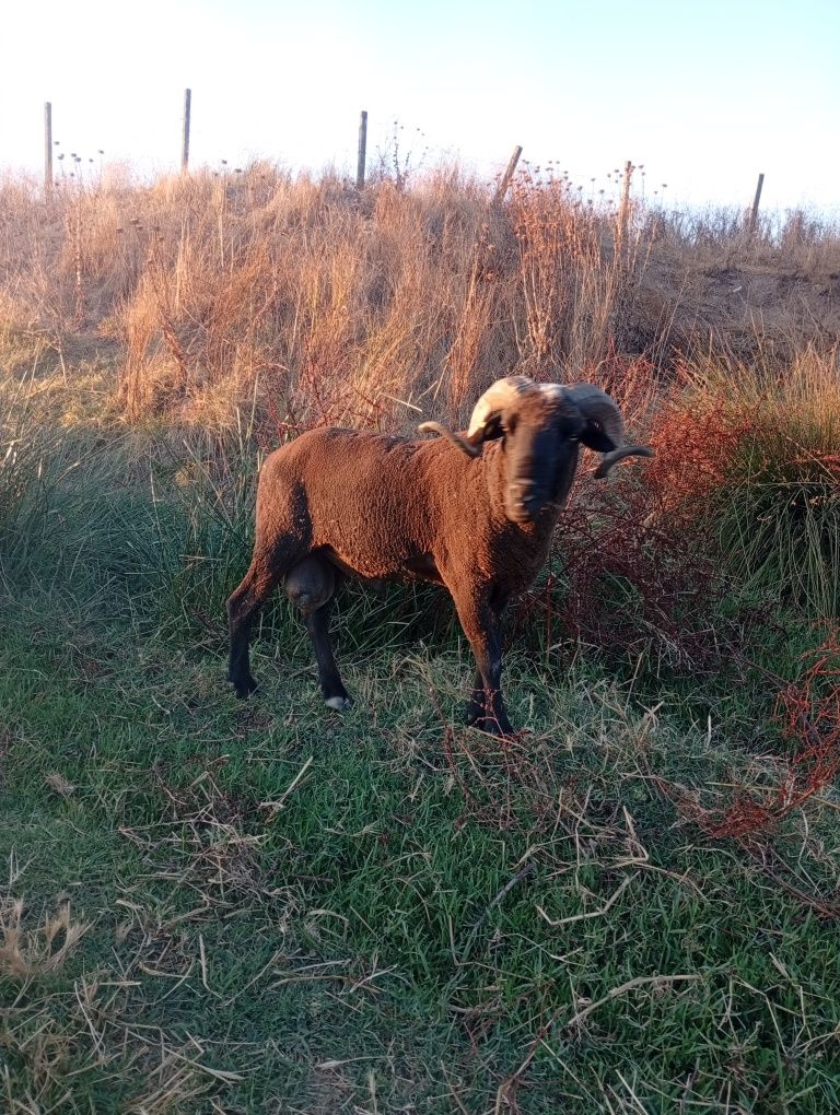 Vendo carneiro muito manso