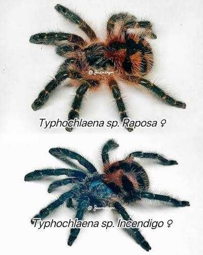 Aphonopelma mooreae  |  Czytaj Opis