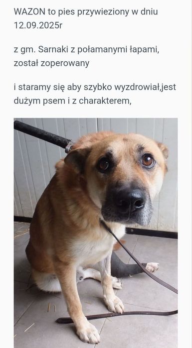 Pies ze złamaną łapką szuka domu