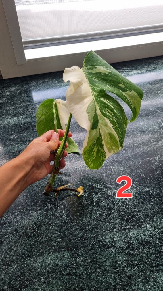 Kwiaty monstera variegata roślina doniczkowa