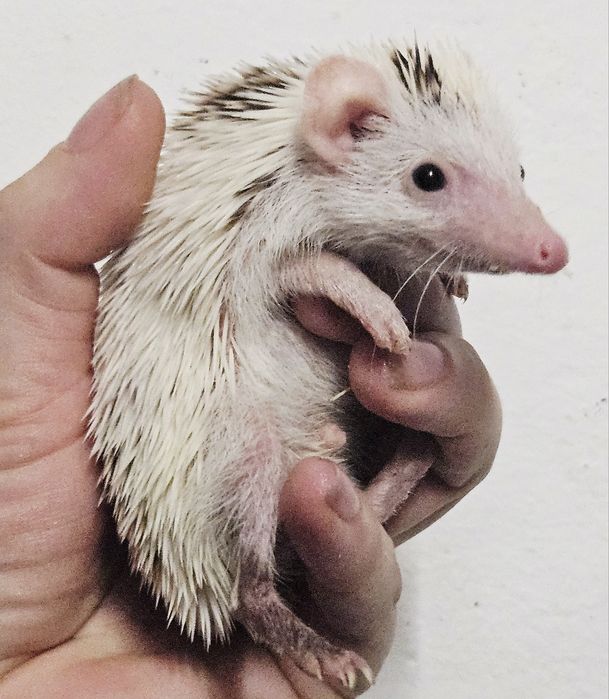 Jeż pigmejski maluszki.