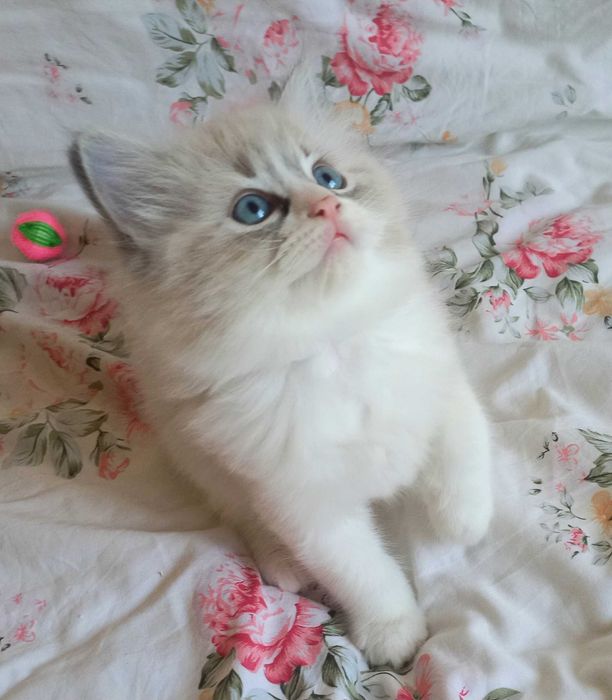 Puchata kotka ragdoll