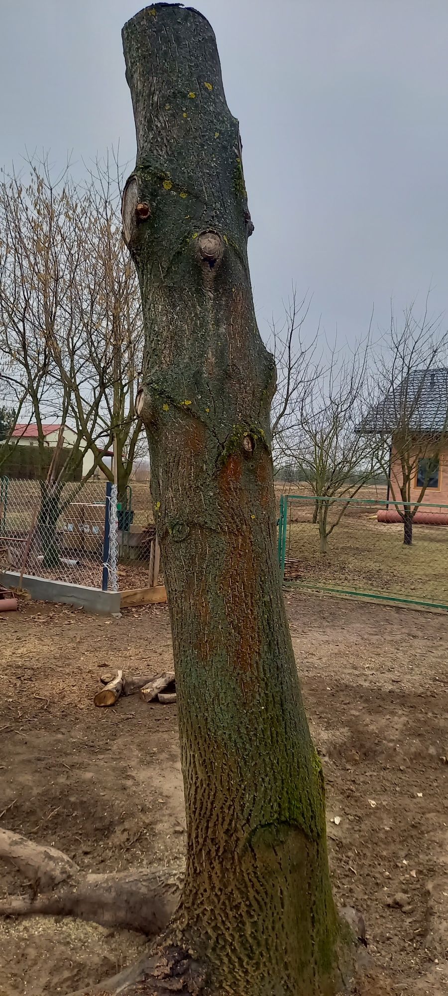 Orzech włoski,pień