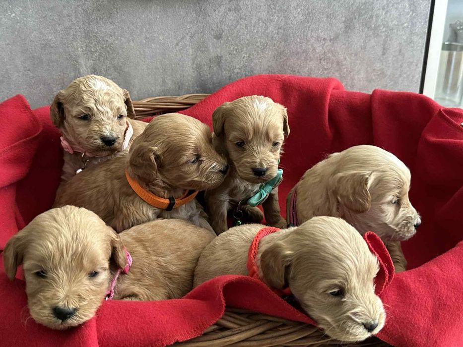 Mini goldendoodle f1b pudel suczka