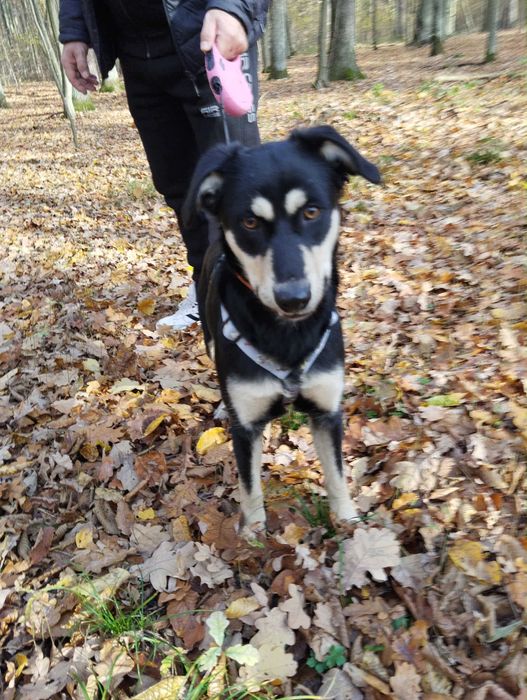 Sparta świętokrzyski kundelek do adopcji