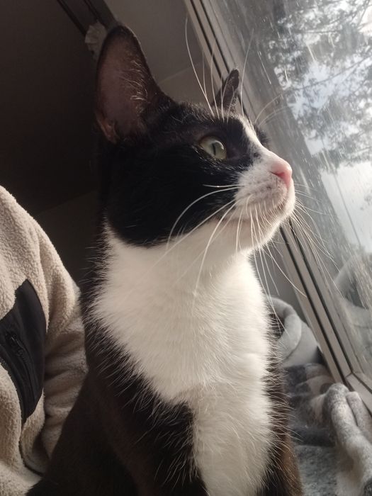 PILNE młoda kotka szuka domu