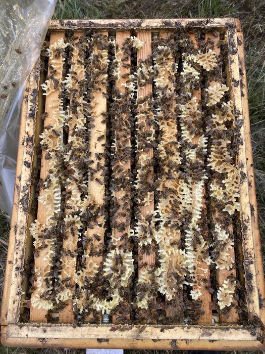 Бджолопакети бакфаст,італійка,Київ, Київска обл