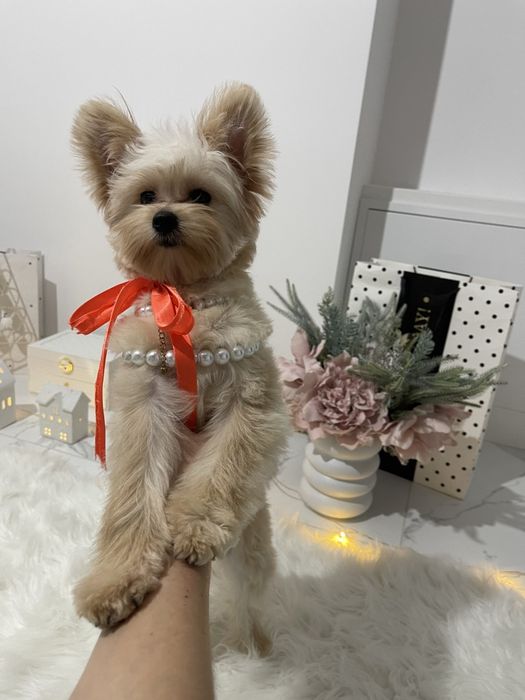 Наймиліші Помапу  експортний рівень якості!