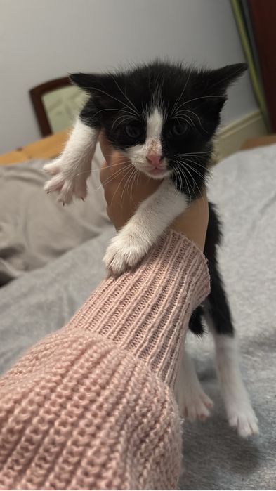 Gatinhas para adoção