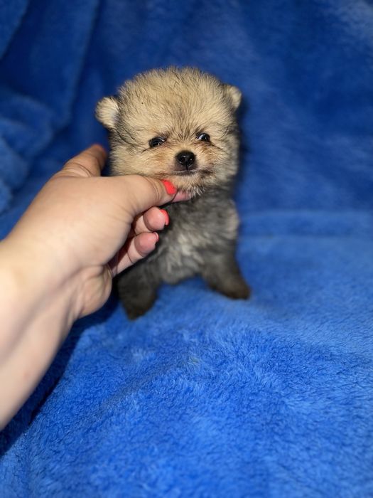 Мальчик супер мини в медвежьем типе